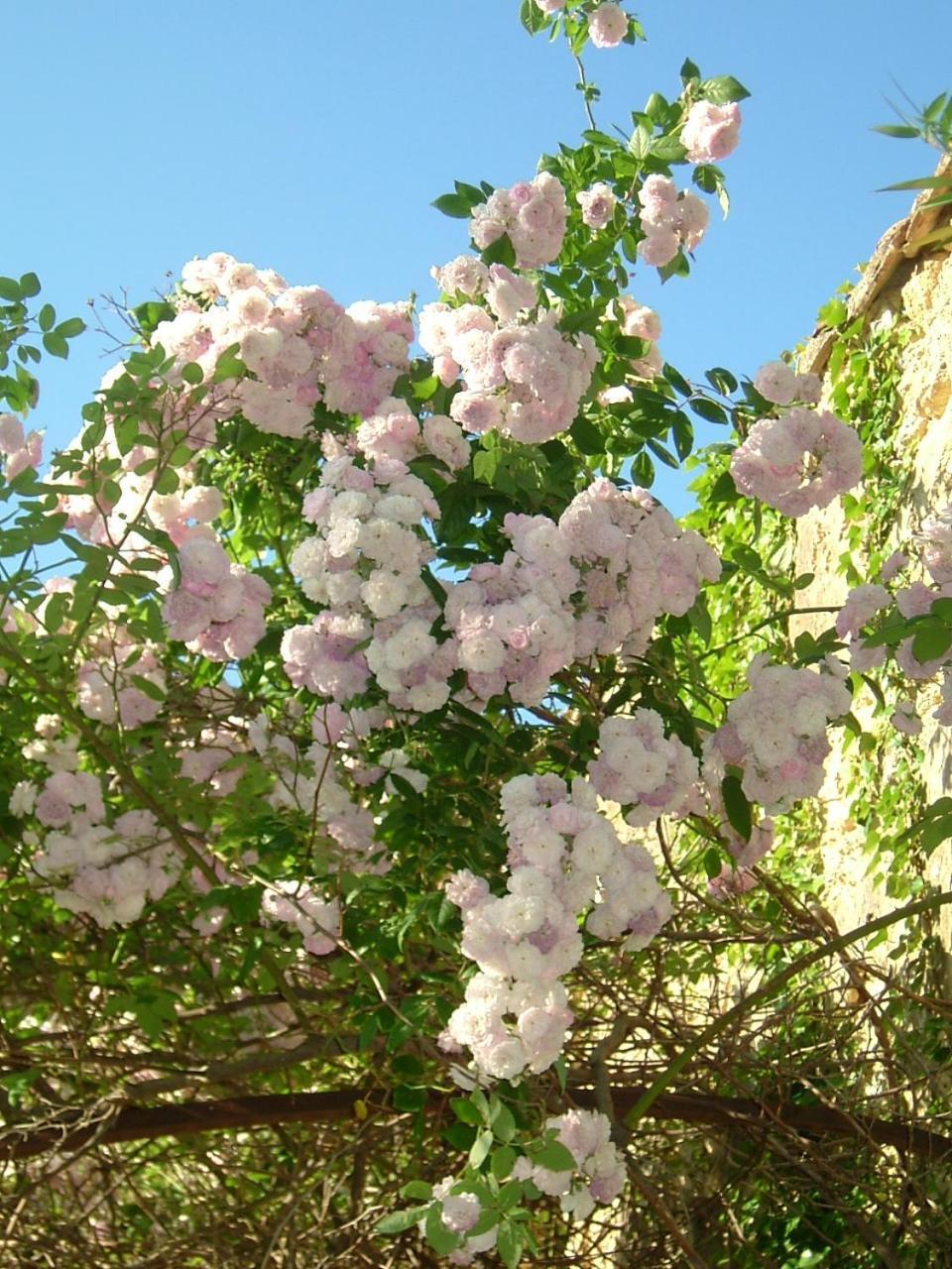 Domaine Des Escaunes Sernhac Εξωτερικό φωτογραφία